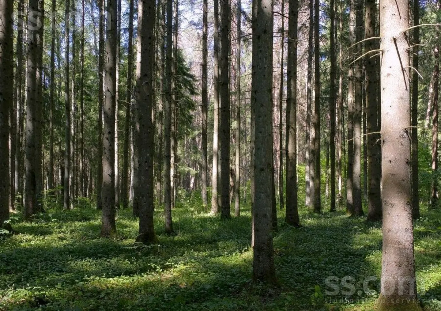 Meža zemes sludinājums - Balvu novads, Rugāju pag.Nagļi - 19,00 ha
