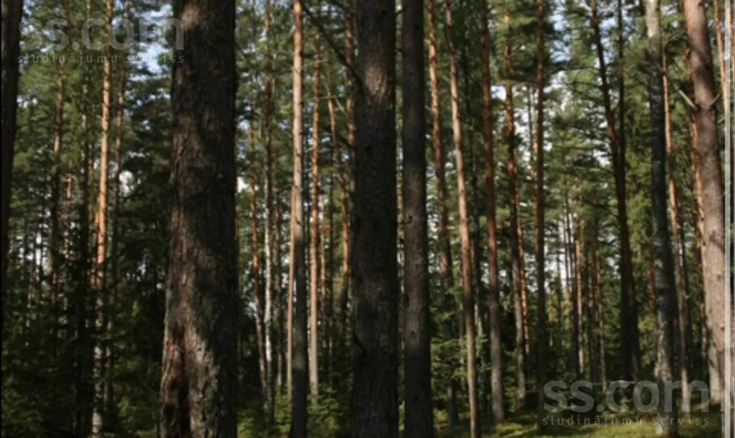 Meža zemes sludinājums - Rēzeknes novads, Gaigalavas pag.Svētiņi - 3,00 ha