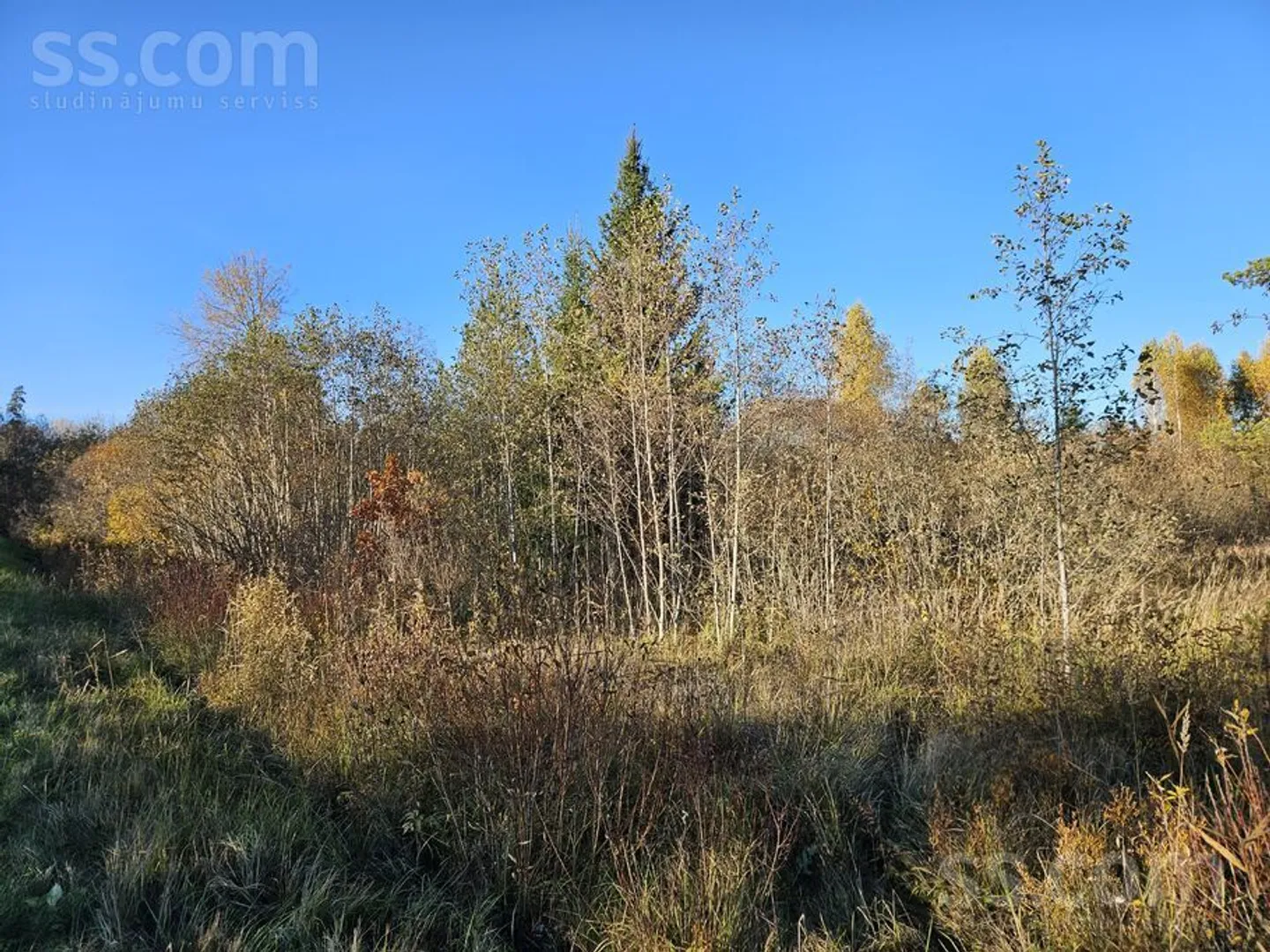 Meža zemes sludinājums - Jēkabpils novads, Ābeļu pag.Brodi - 13,00 ha