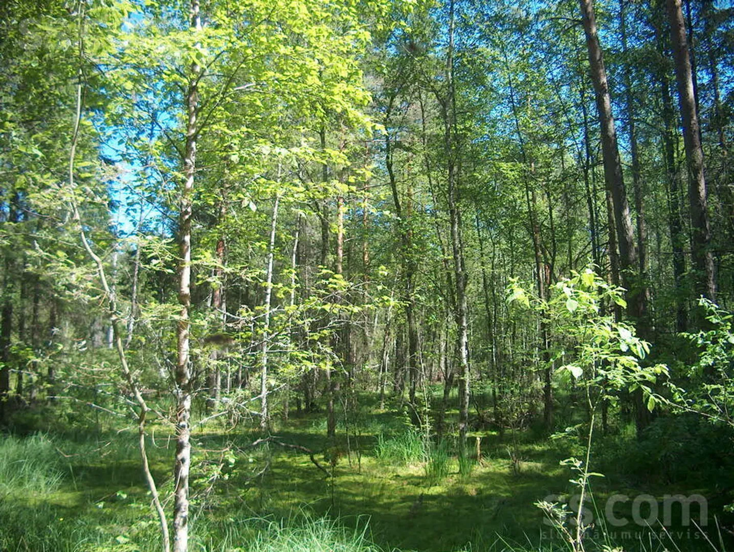 Meža zemes sludinājums - Limbažu novads, Lēdurgas pag.Lēdurga - 33,00 ha