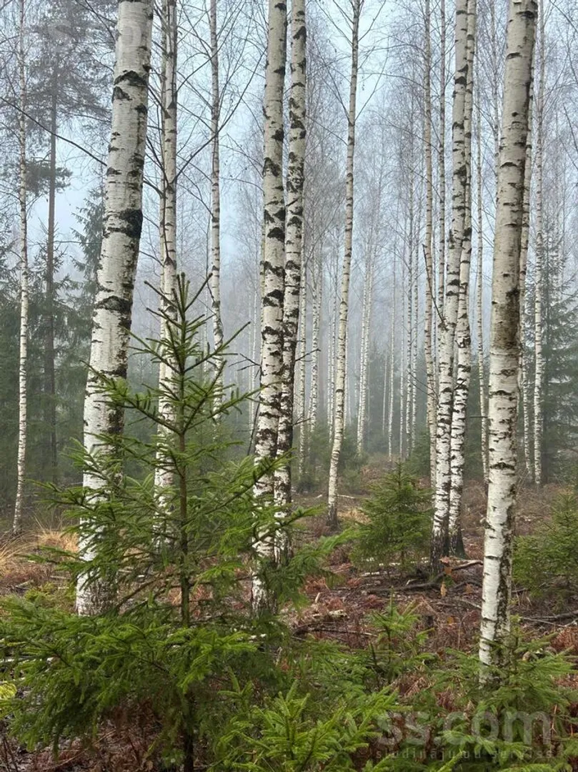 Meža zemes sludinājums - Ogres novads, Birzgales pag.Birzgale - 3,00 ha