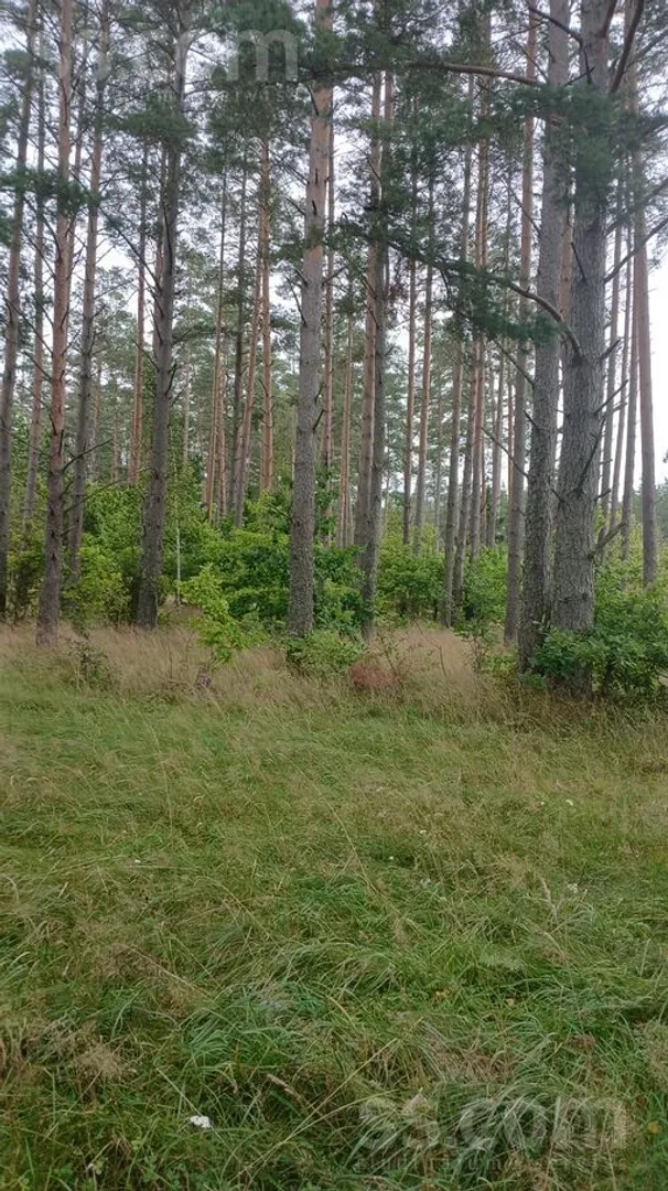 Meža zemes sludinājums - Limbažu novads, Salacgrīvas l. t. - 3,00 ha