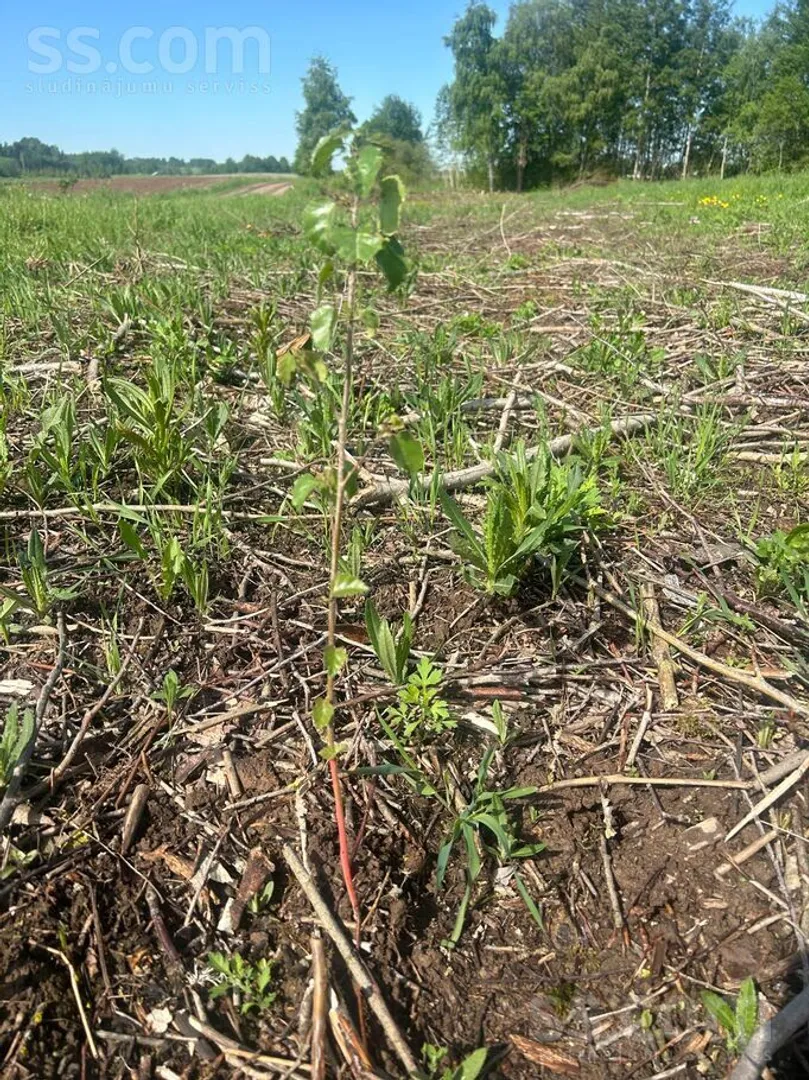 Meža zemes sludinājums - Jēkabpils novads, Saukas pag.Sauka - 4,00 ha