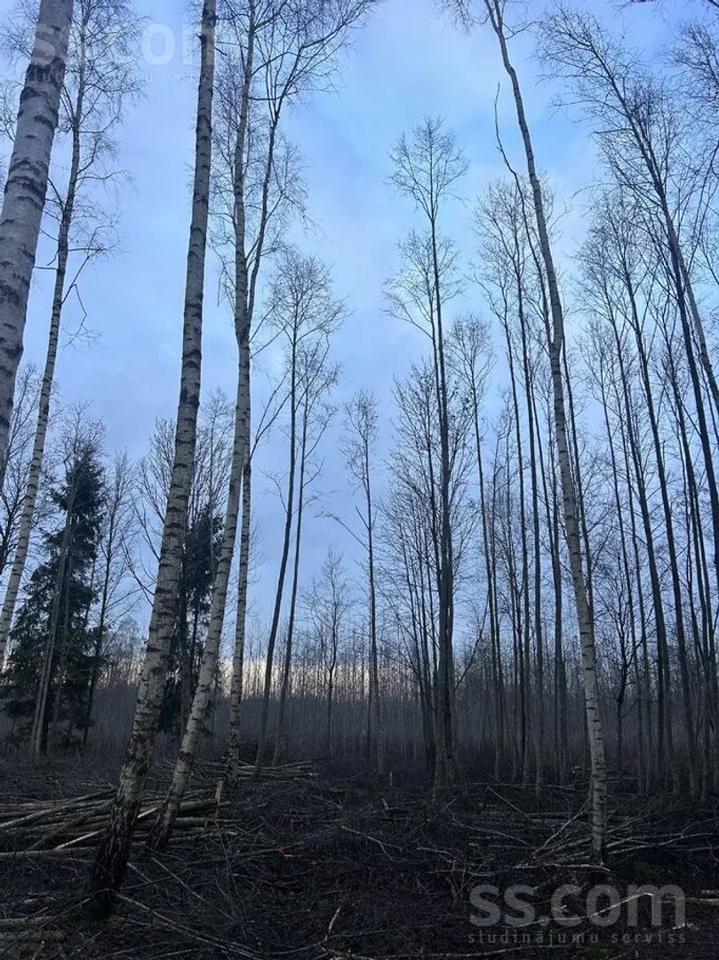 Meža zemes sludinājums - Bauskas novads, Vecsaules pag.Ozolaine - 4,00 ha