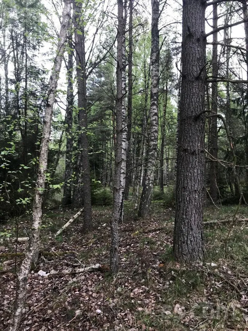 Meža zemes sludinājums - Ventspils novads, Tārgales pag.Tārgale - 17,00 ha