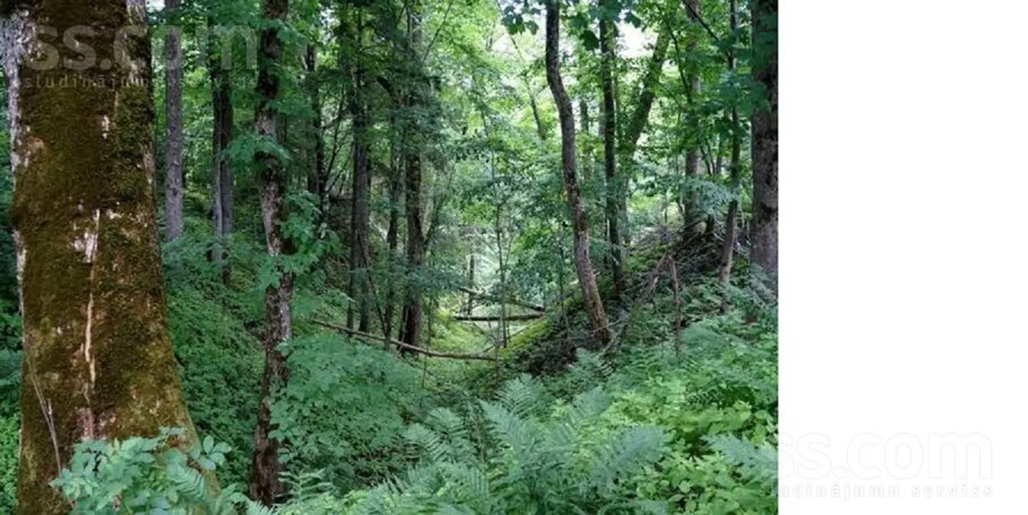 Meža zemes sludinājums - Krāslavas novads, Andrupenes pag.Jaunokra - 2,00 ha
