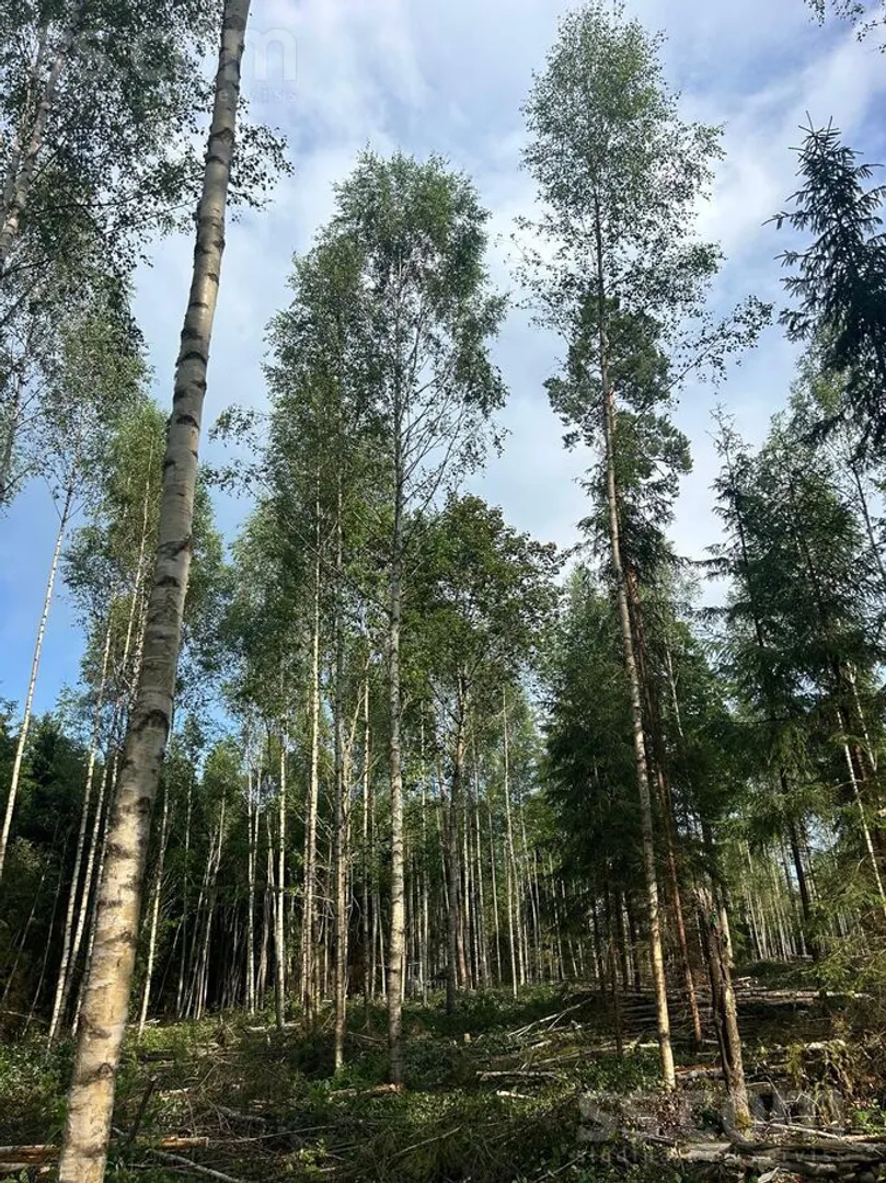 Meža zemes sludinājums - Citi, Smiltenes nov. - 3,00 ha