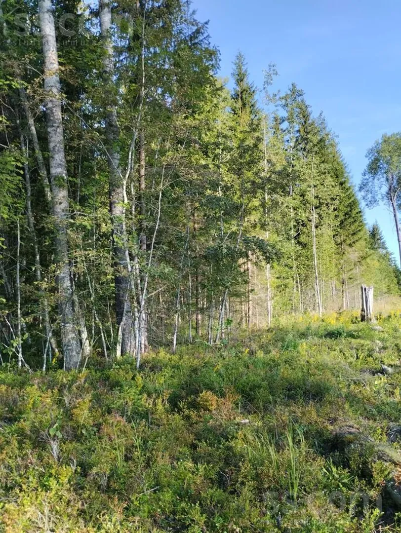 Meža zemes sludinājums - Jēkabpils novads, Mežāres pag.Mežāre - 1,34 ha