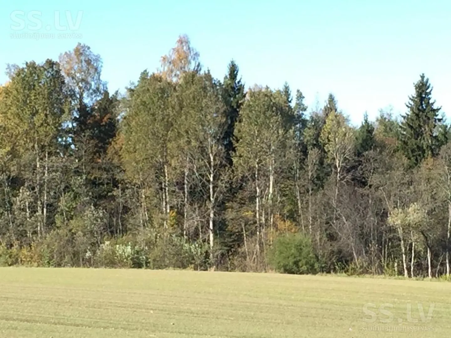 Meža zemes sludinājums - Krāslavas novads, Kalniešu pag.Kalnieši - 9,00 ha