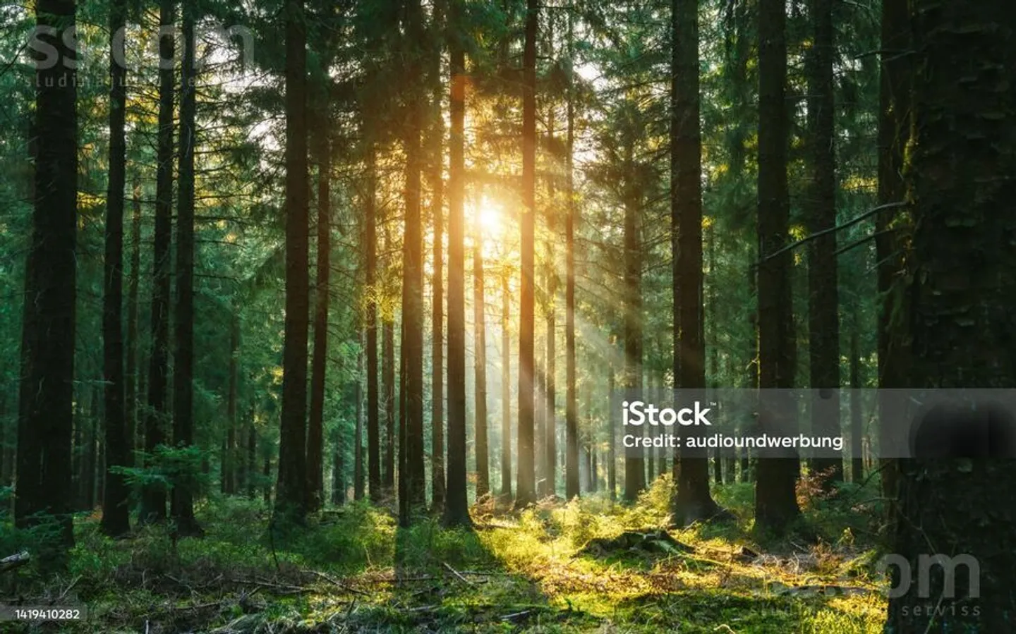 Meža zemes sludinājums - Rēzeknes novads, Silmalas pag.Zuji - 10,00 ha